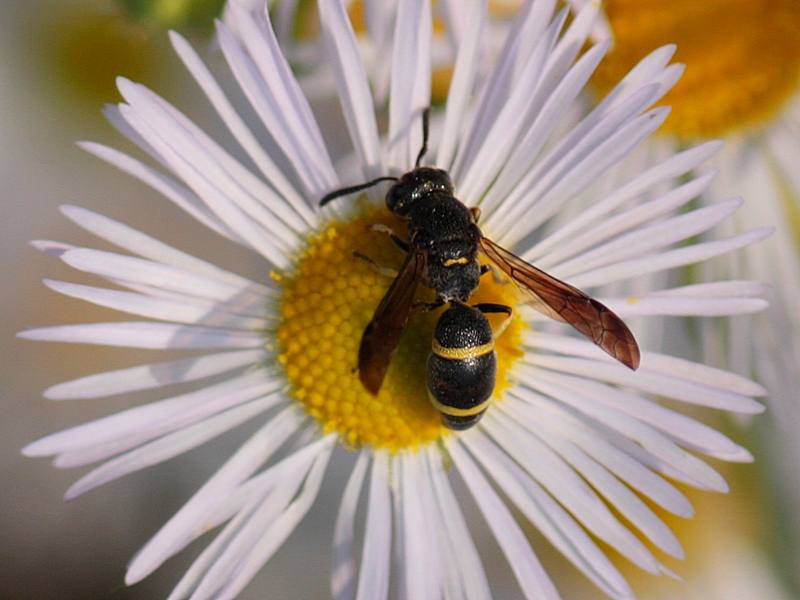 Stenodynerus sp. (cfr. S. chevrieranus)  -Vespidae Eumeninae